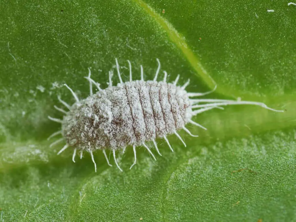 Macro shot of mealybug larva