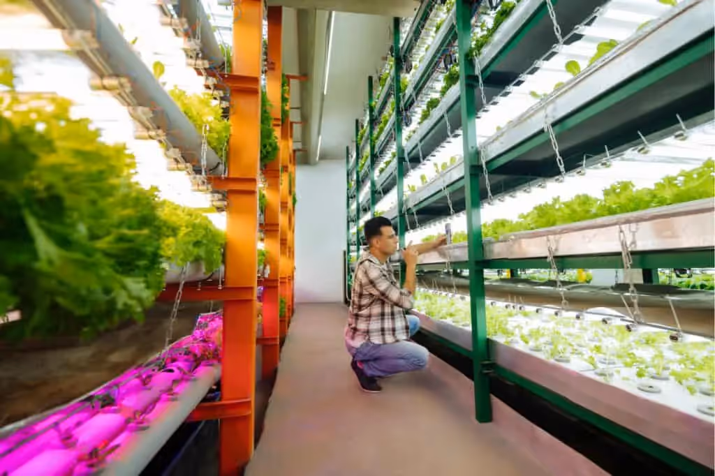 Man checking plants in his indoor grow