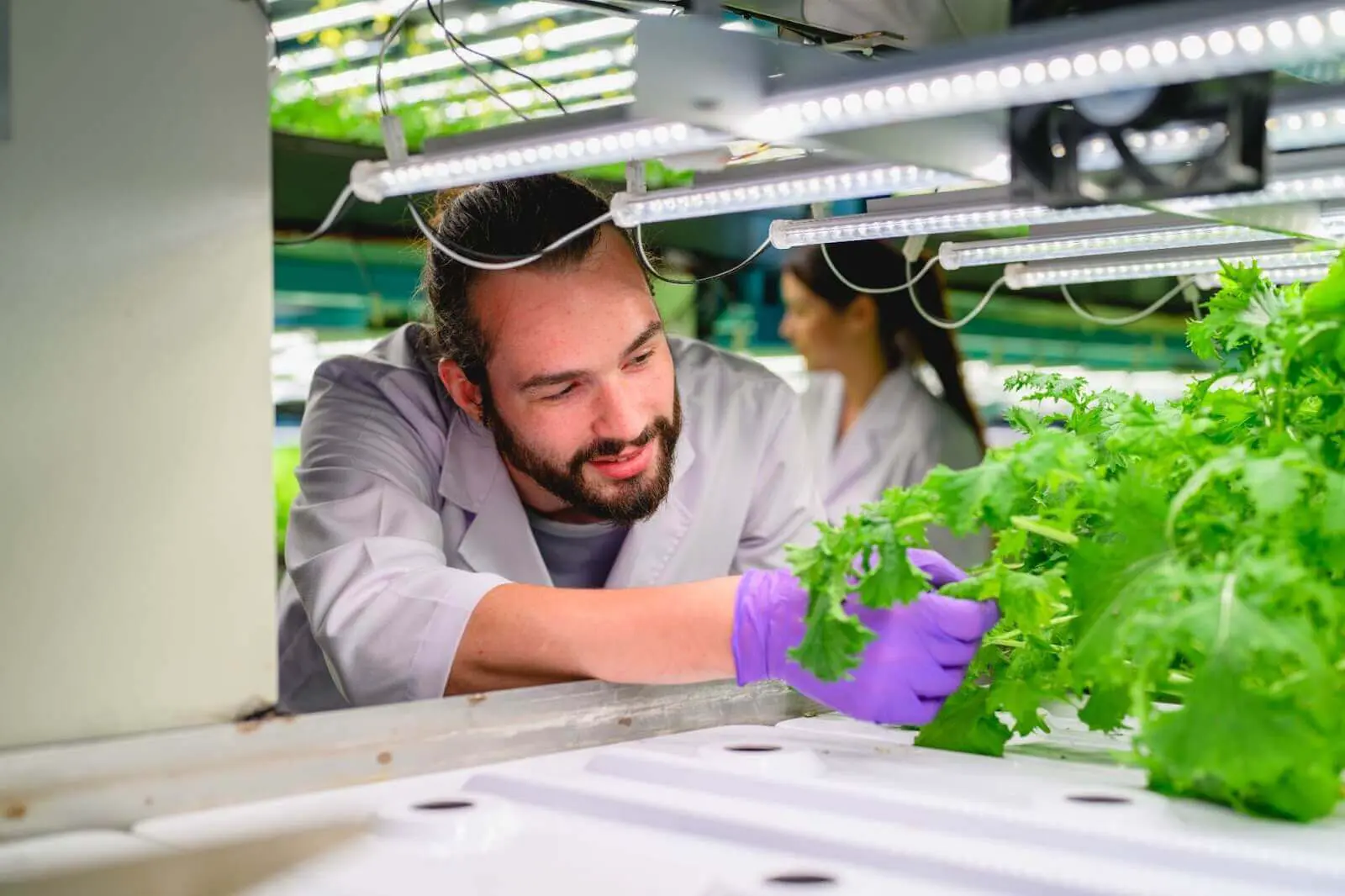 A man inspects some salad plants growing in an indoor grow room.