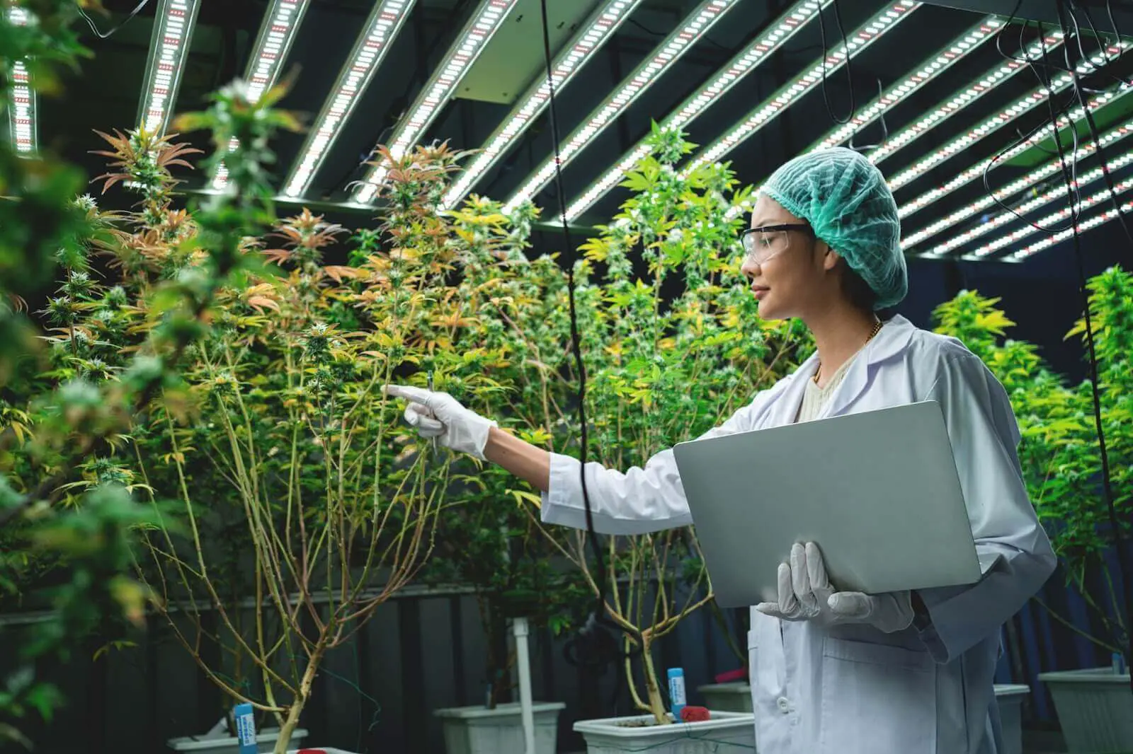 A women inspects some cannabis plants in an indoor grow room.