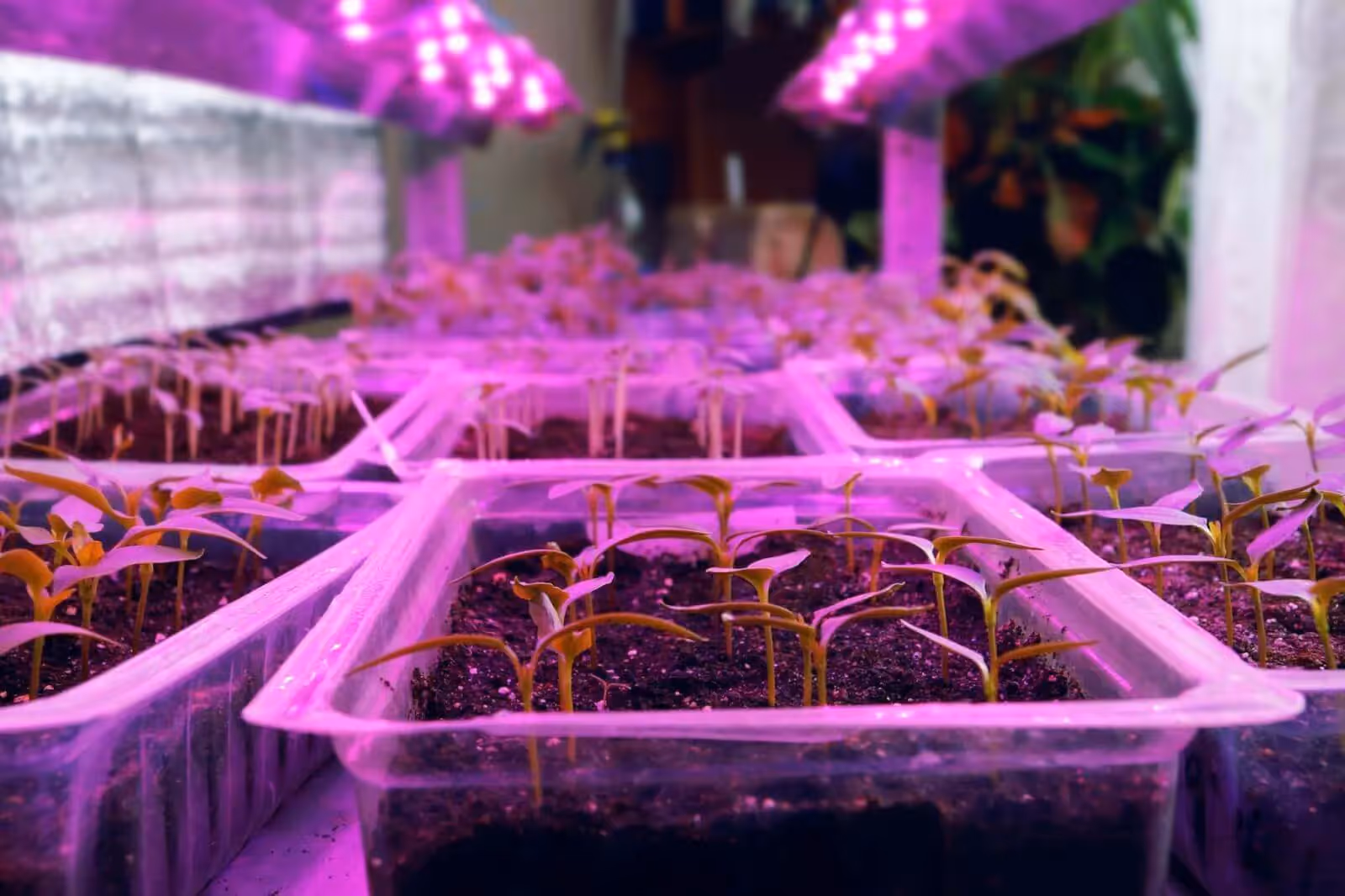 Seedlings growing under a led light.