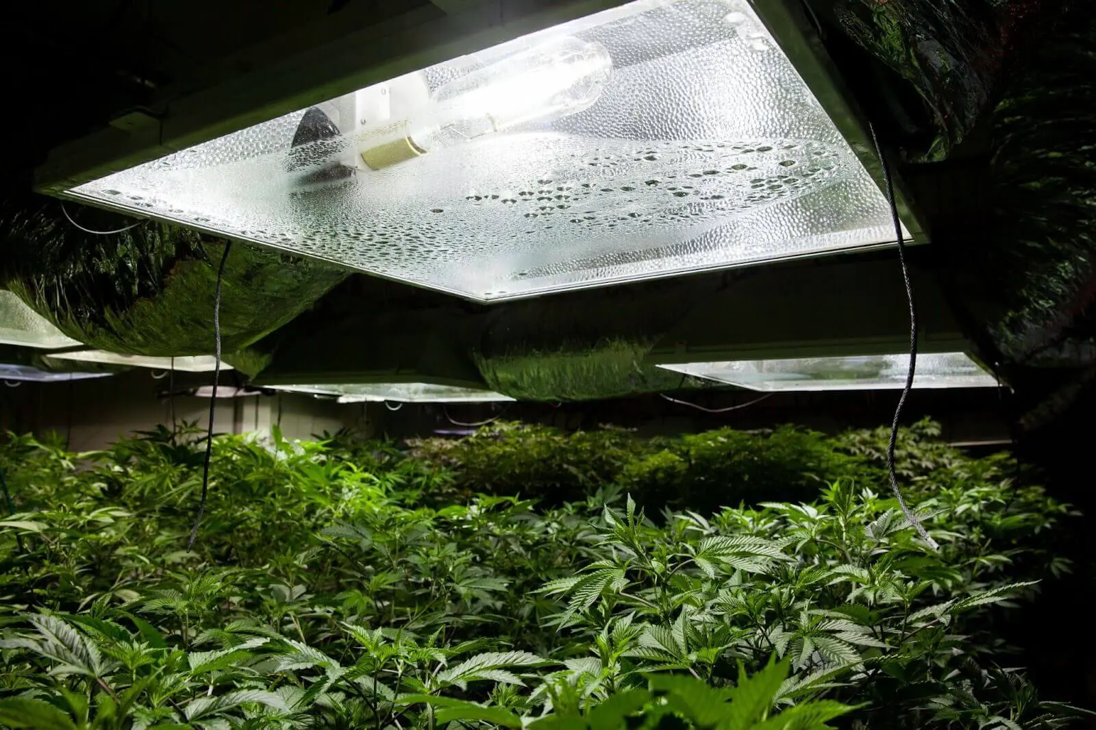 Plants growing under a grow light.