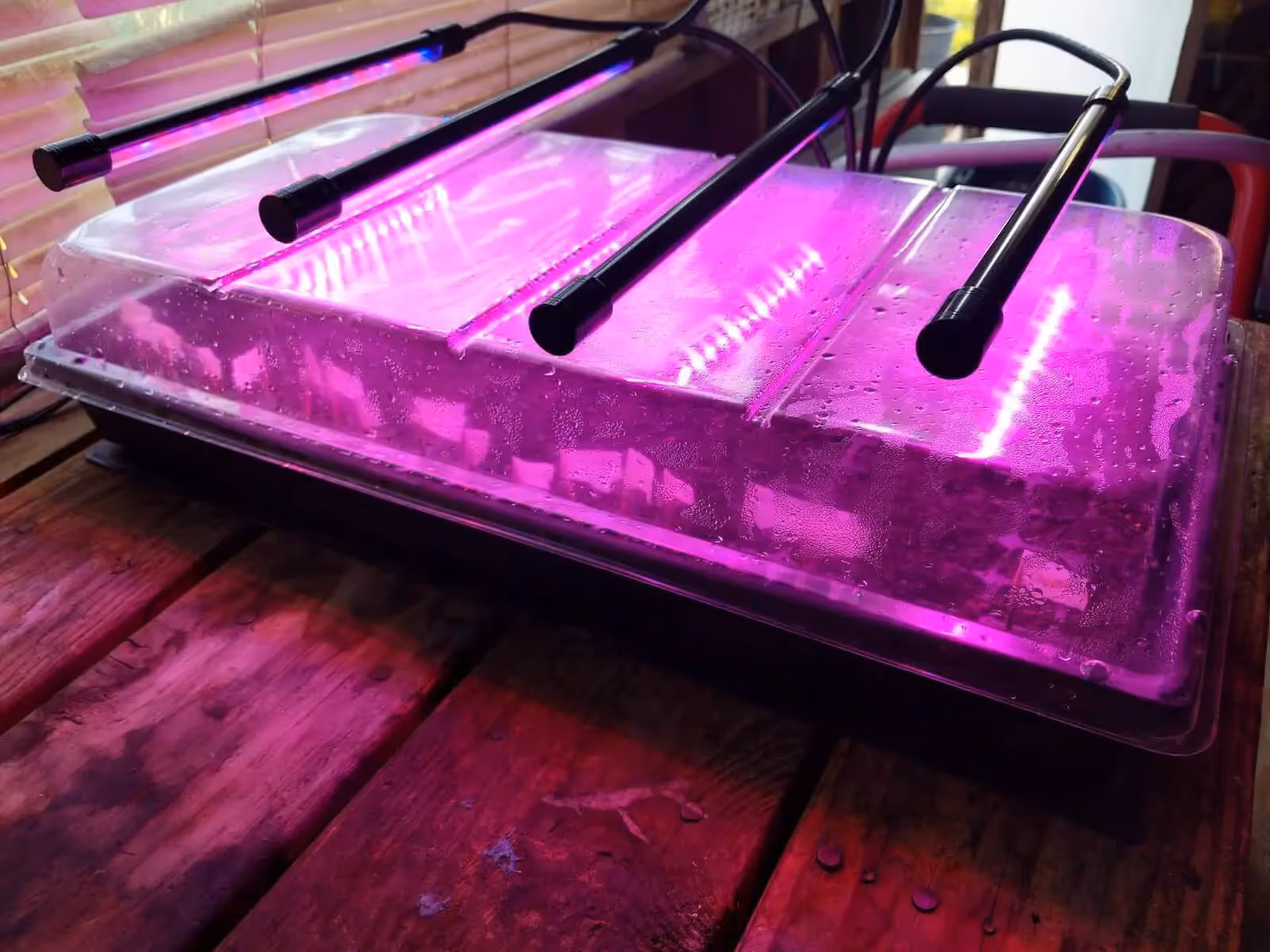 Some young seedlings under a clone dome.