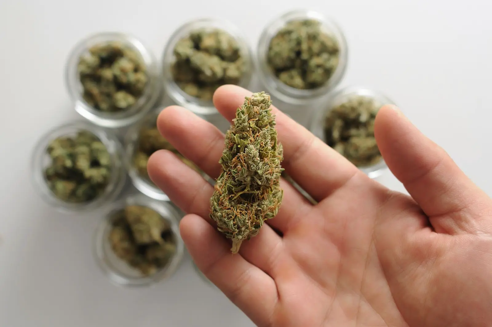 A grower holding a cured cannabis bud in there hands.