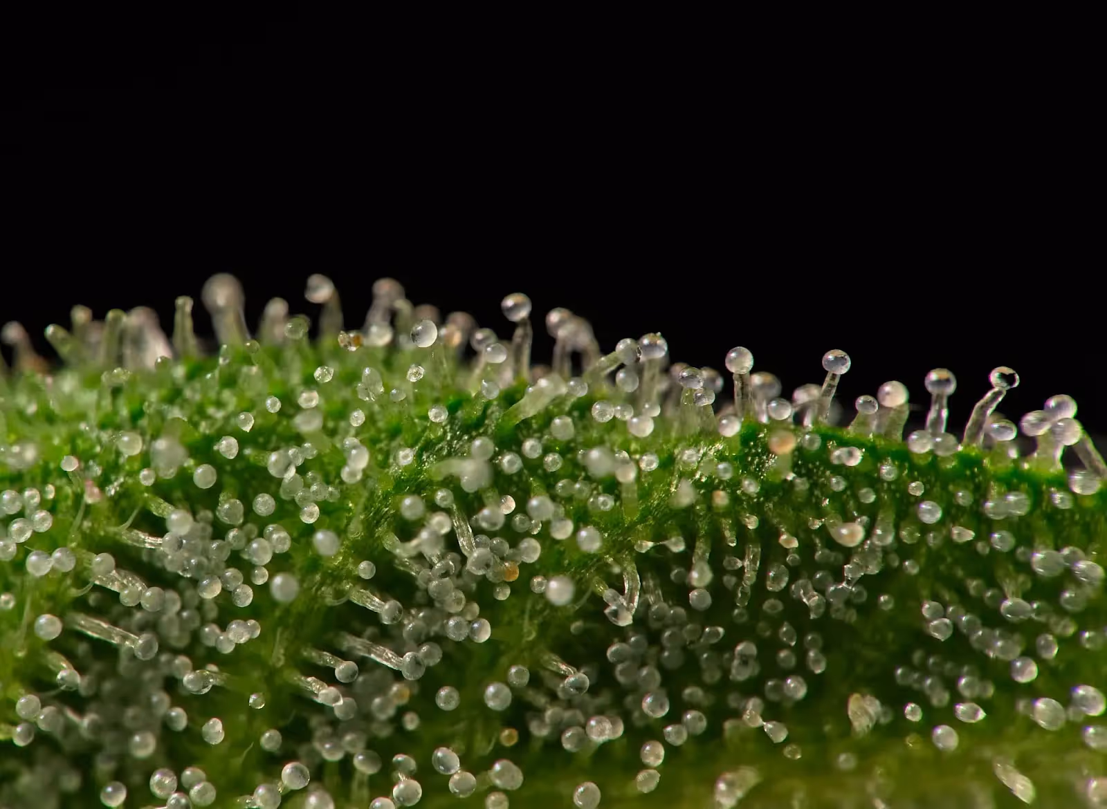 A close up photo of amber trichomes, this cannabis plant is ready for drying and curing.