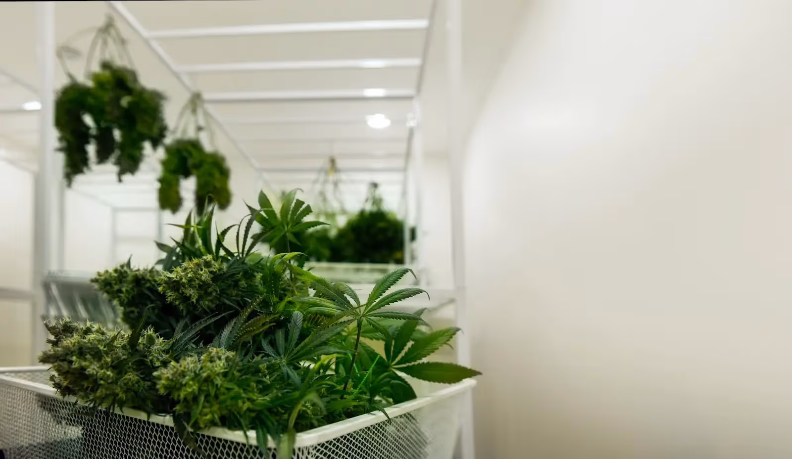Cut and hanging drying cannabis in a white room.