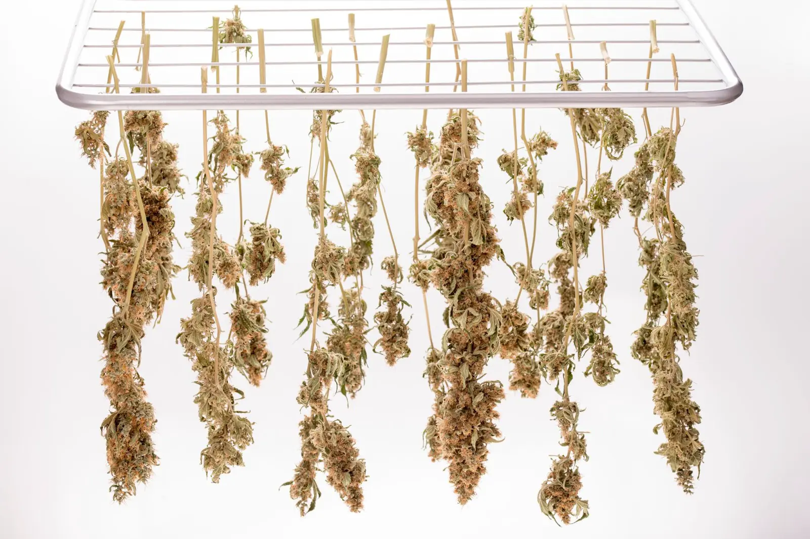 Cannabis drying on a small rack.