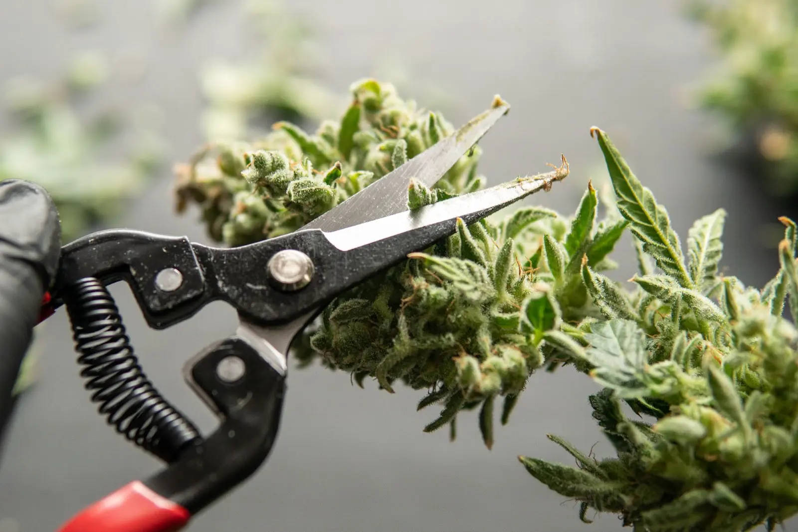 A grower trimming a cannabis plant before hanging it to dry.