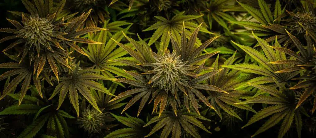 Many over fed cannabis plants in flower.
