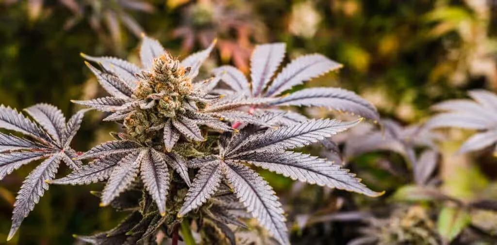 A over fed cannabis plant in flower.