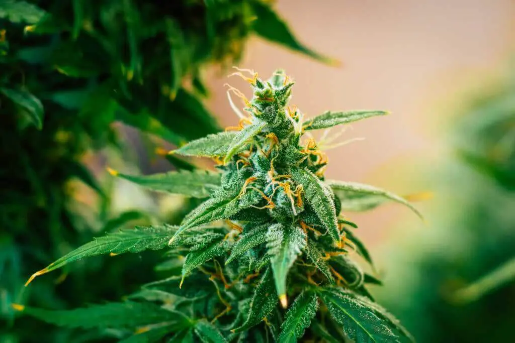 A close up of an over fed cannabis plant in flower