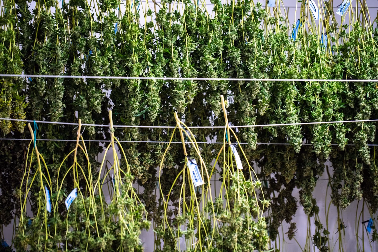 branches hung to dry