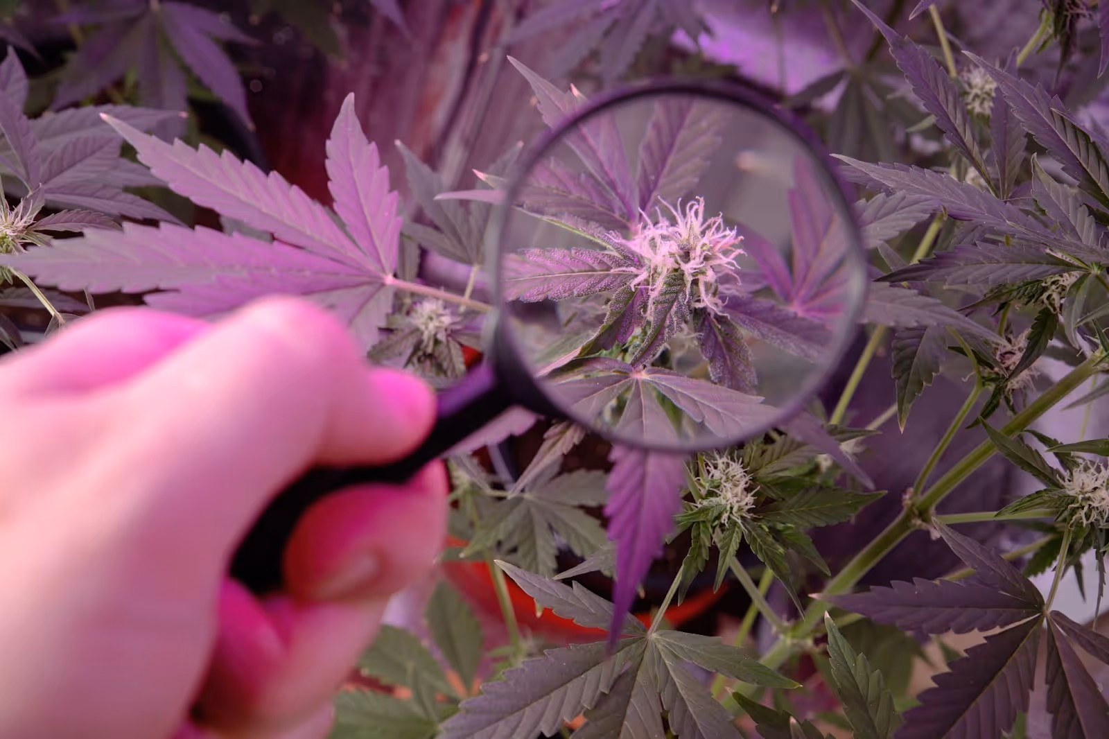 Grower using a magnifyer to inspect pistils