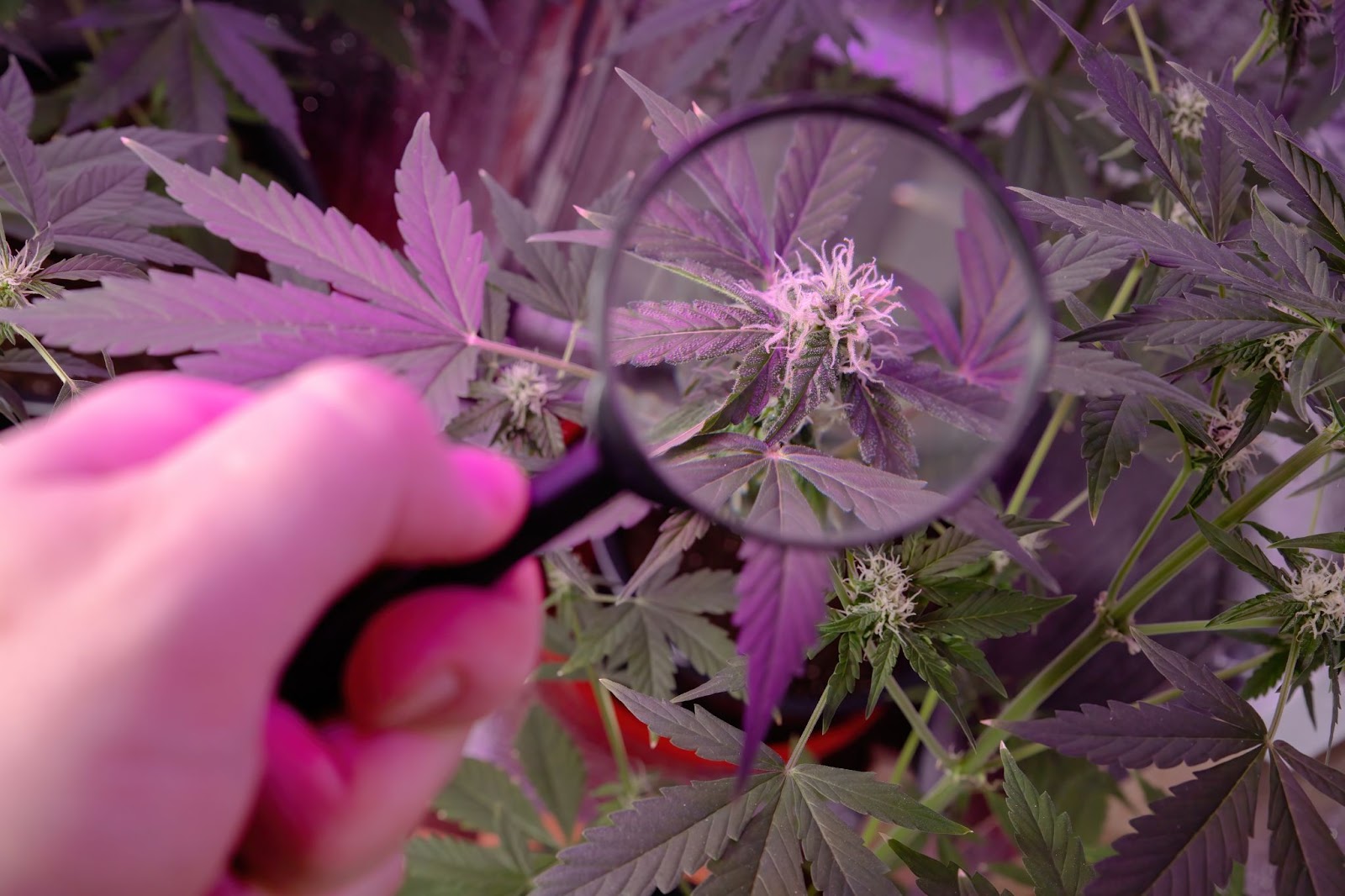 Grower using a magnifyer to inspect pistils
