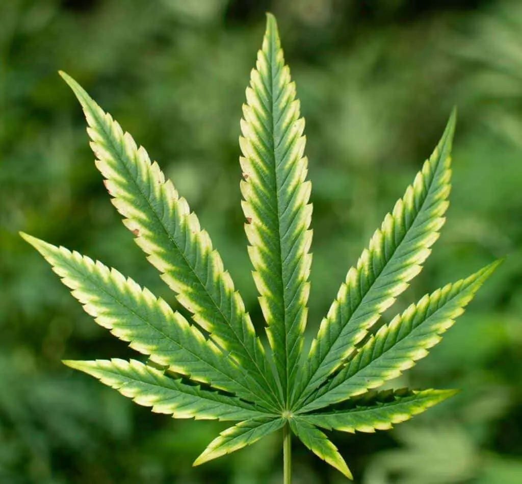 Cannabis leaf displaying clear signs of magnesium deficiency