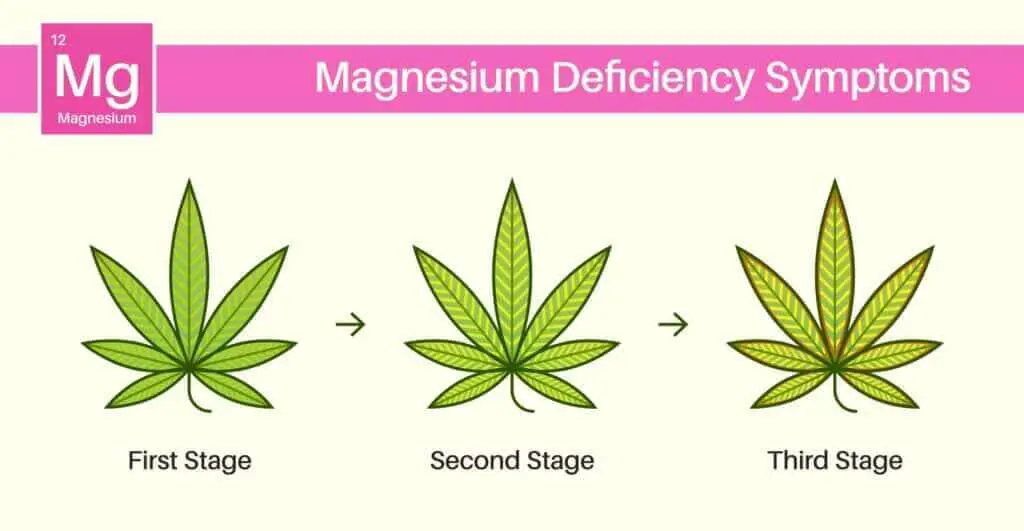 Infographic showing three stages of magnesium deficiency in cannabis