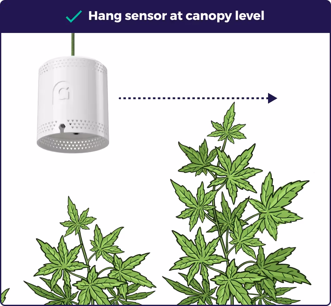 An illustration showing at what height to hang a grow sensor next to a plant in a grow room