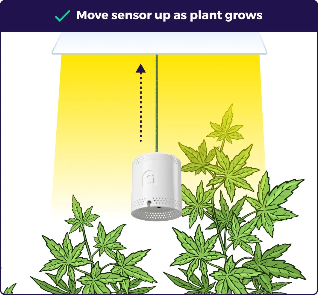 An illustration explaining that a grow sensor should be moved up as the plant grows.