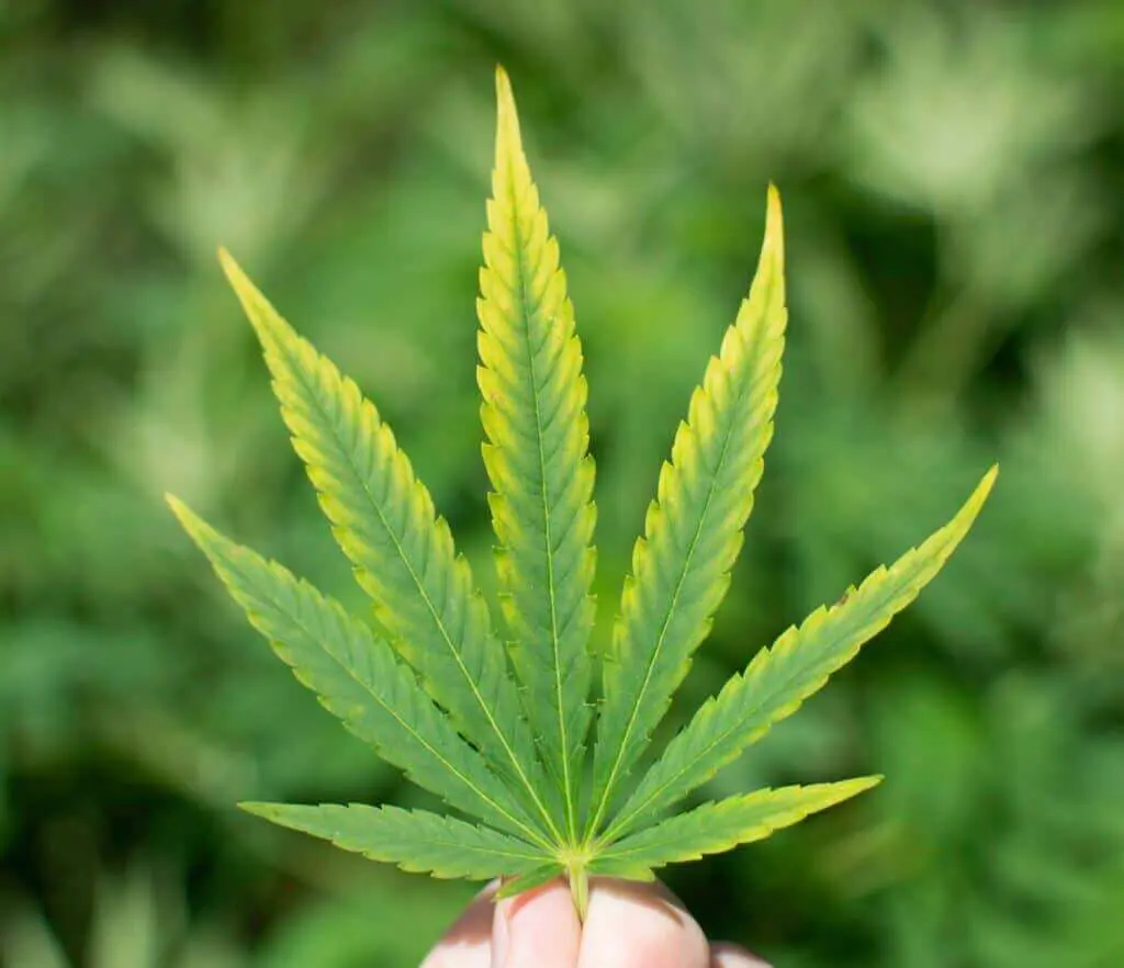 Cannabis leaf showing early signs of magnesium deficiency