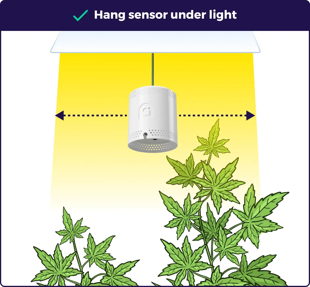 An illustration showing where to place a grow sensor under a light.