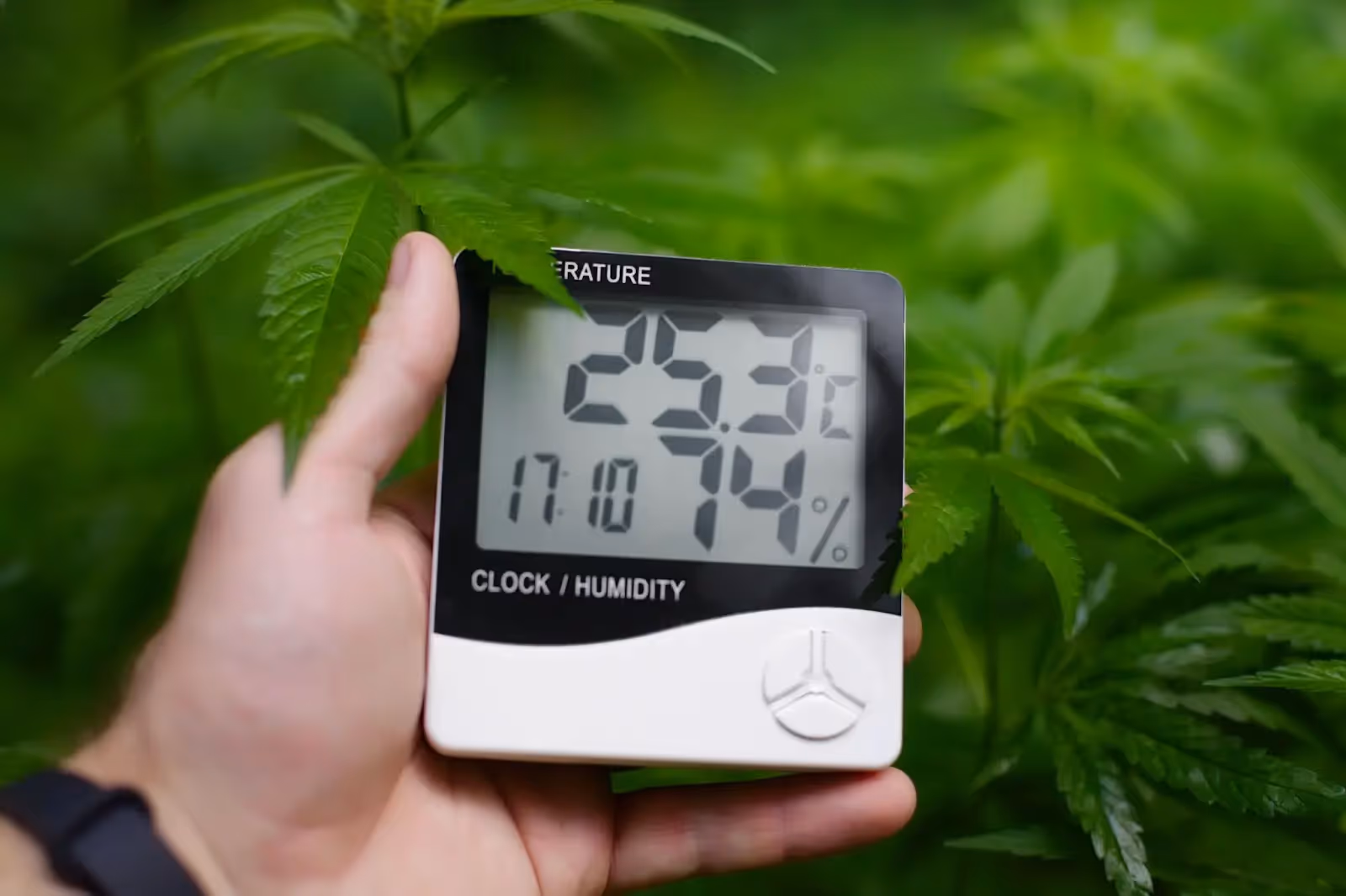 An image of a digital hydrometer under a cannabis plant.