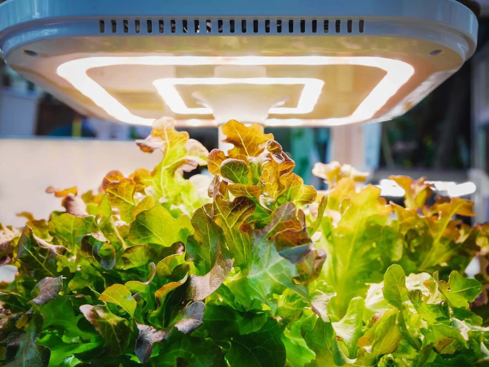 Letice under a led grow light