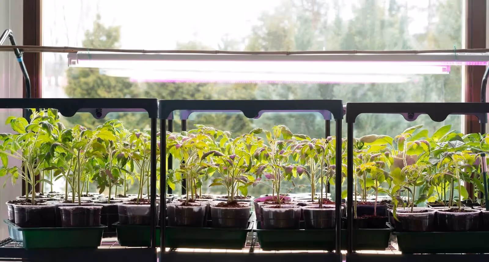 Tomato plants under a grow light.