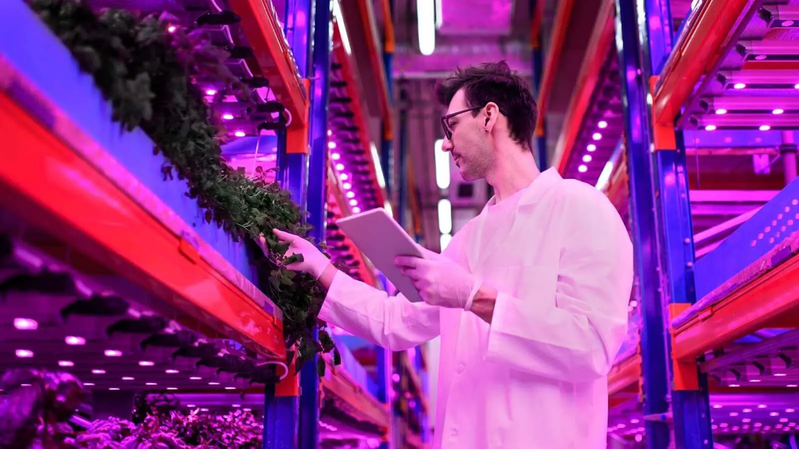 A grower checks his plants in an indoor grow room.
