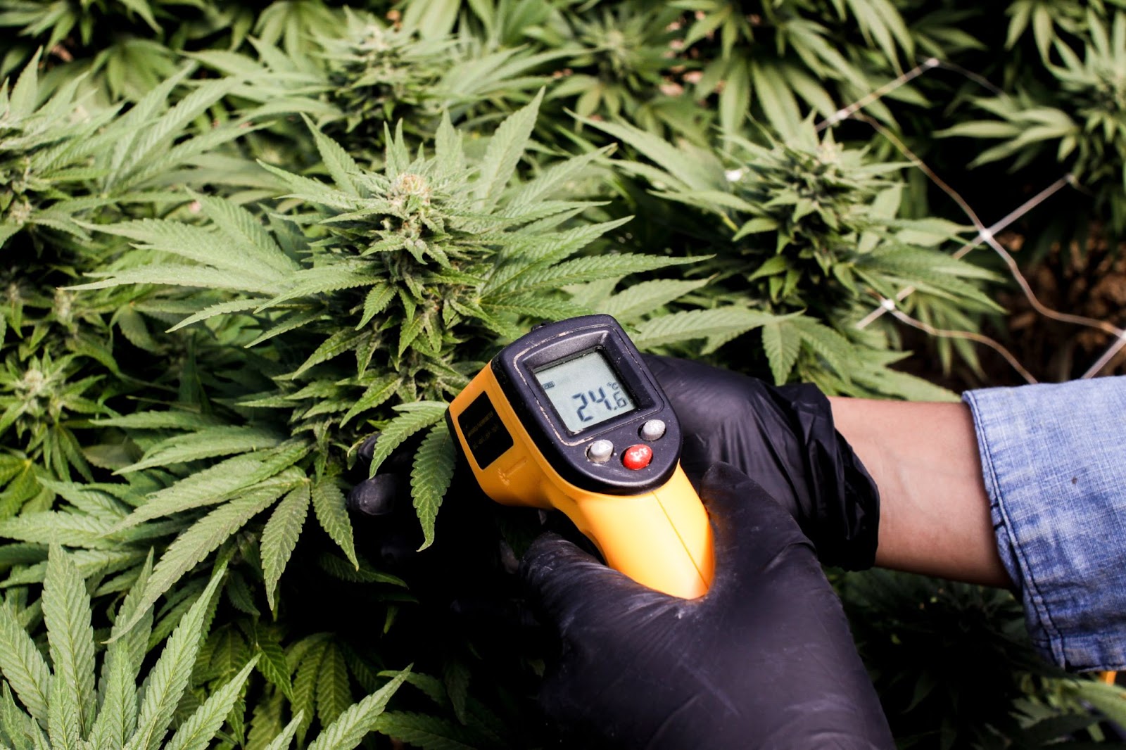 A cannabis grower measuring LST