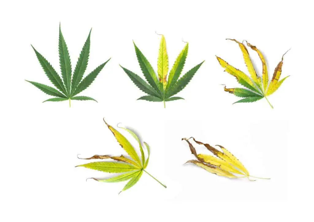 A cannabis leaf at each stage of a phosphorus deficency