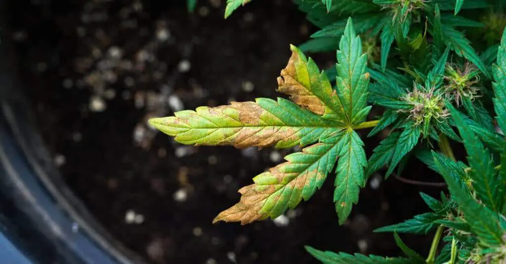 Cannabis leaf with phosphorus deficiency