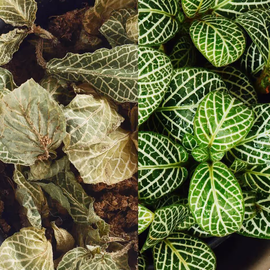 Picture showing how vapour pressure deficit affects the plants you grow