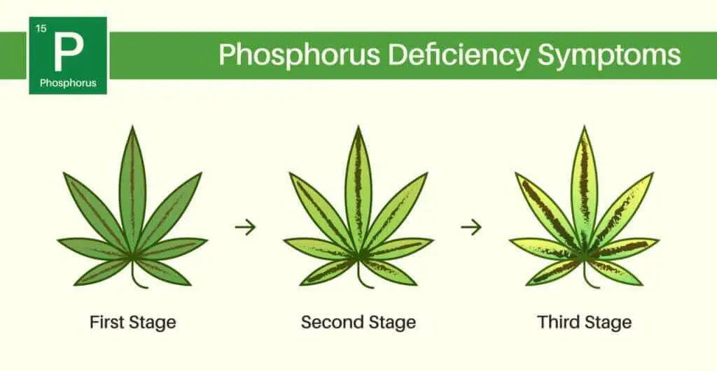 Cannabis leaf showing various stages of phosphorus deficiency