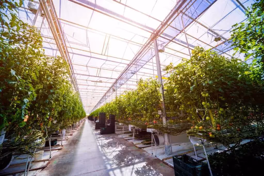 Tomatoes grown using crop steering