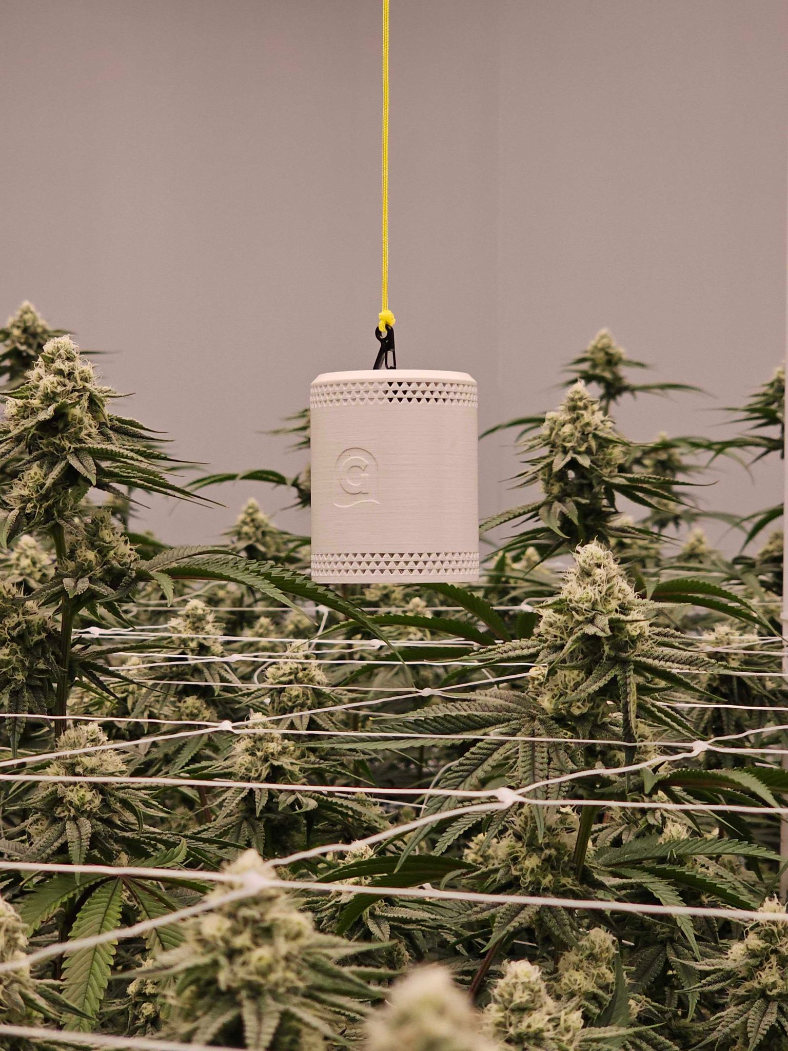 Grow Sensor hanging perfectly straight in a commercial growers facility