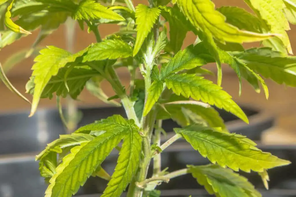 Early signs of russet mite infestation on a cannabis plant