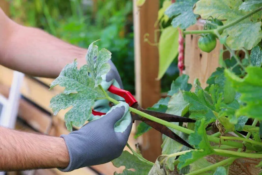 Grower selectively defoliating a plant infected with powdery mildew