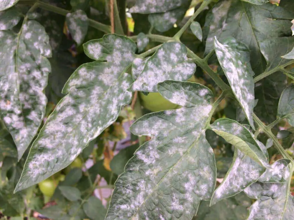 Powdery mildew on tomato plant leaves