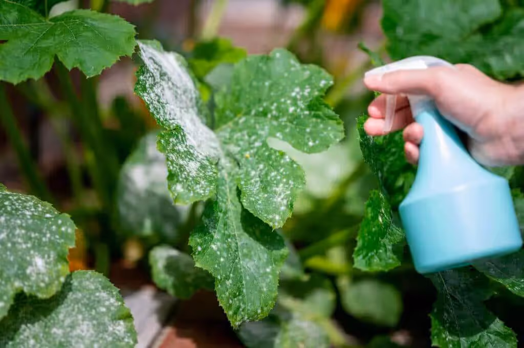 Grower using a topical spray to treat powdery mildew