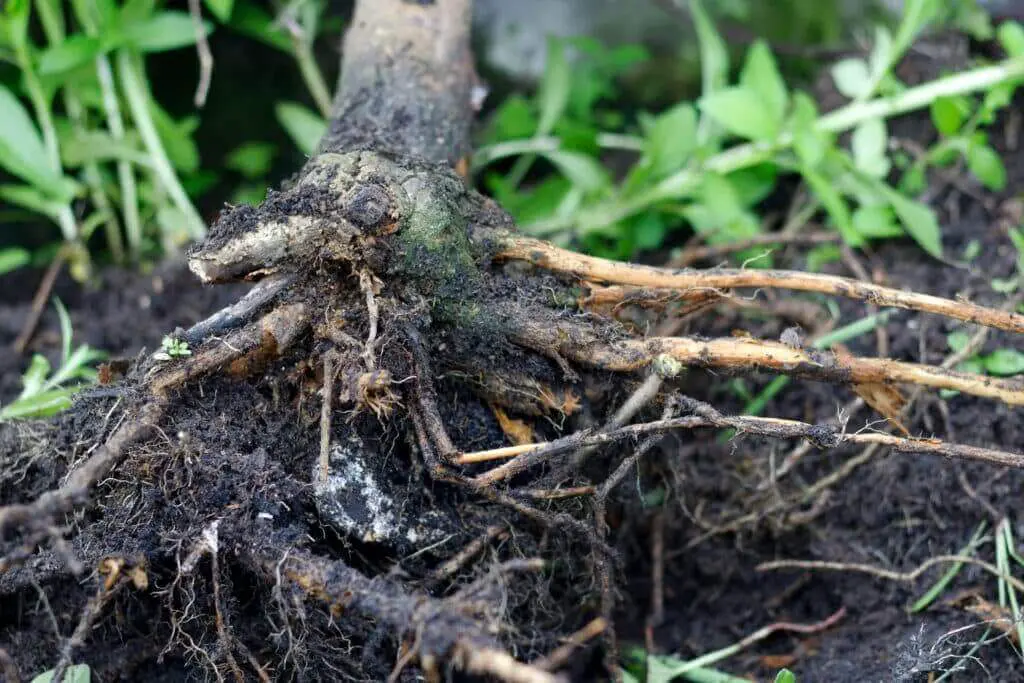 Evidence of root rot damage