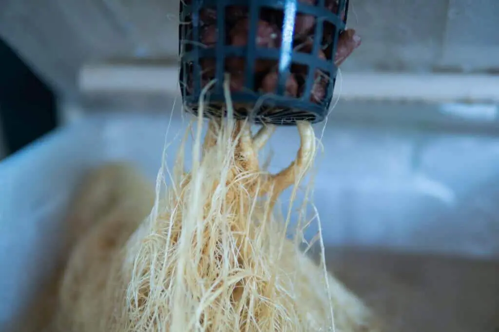 Closeup of pale root system growing through the bottom of a pot