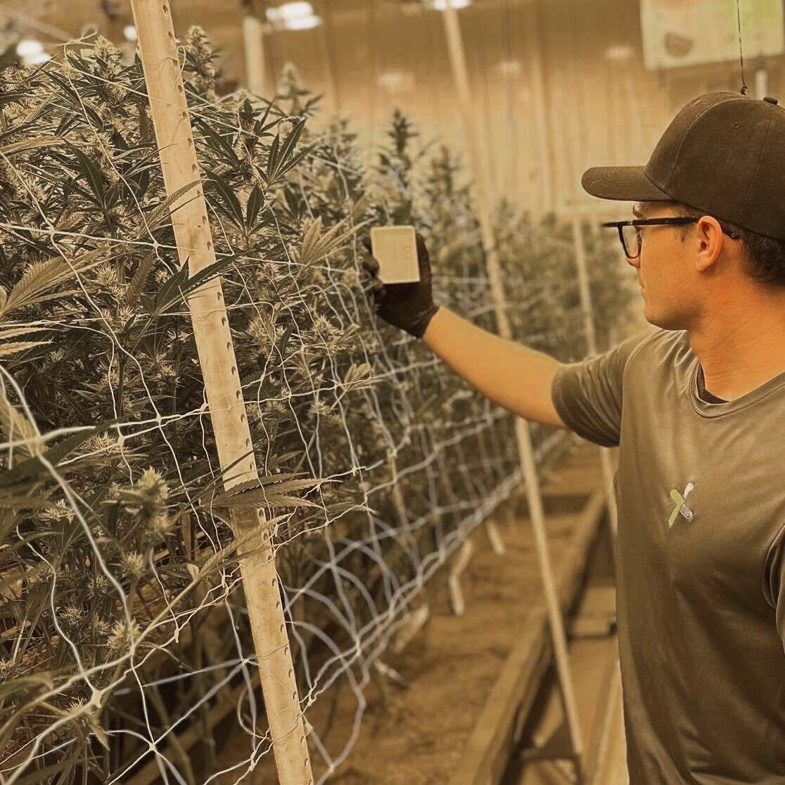 Facility worker holding the Grow Sensor in front of a large cannabis crop