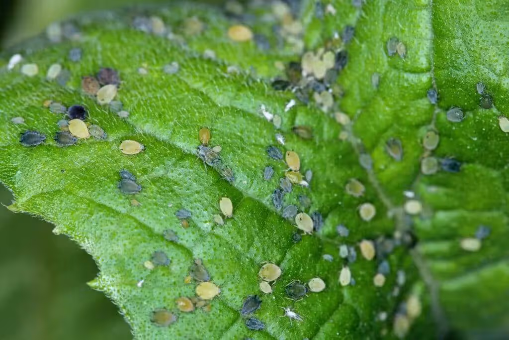 Aphid infestation on a leaf