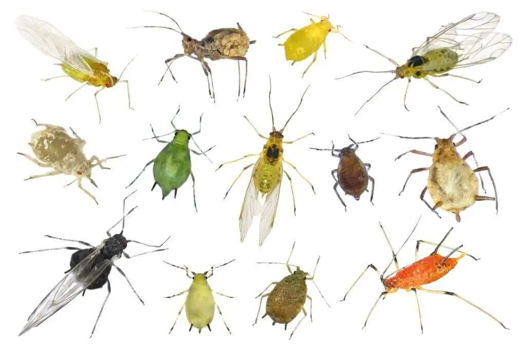 Different types of aphids
