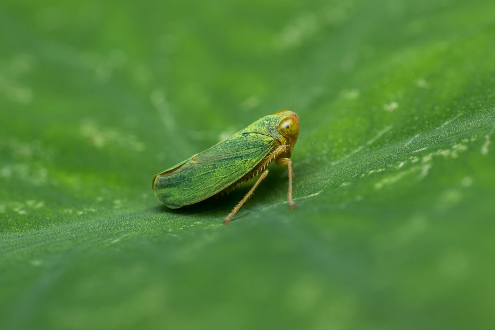 Leafhopper resting on a leaf