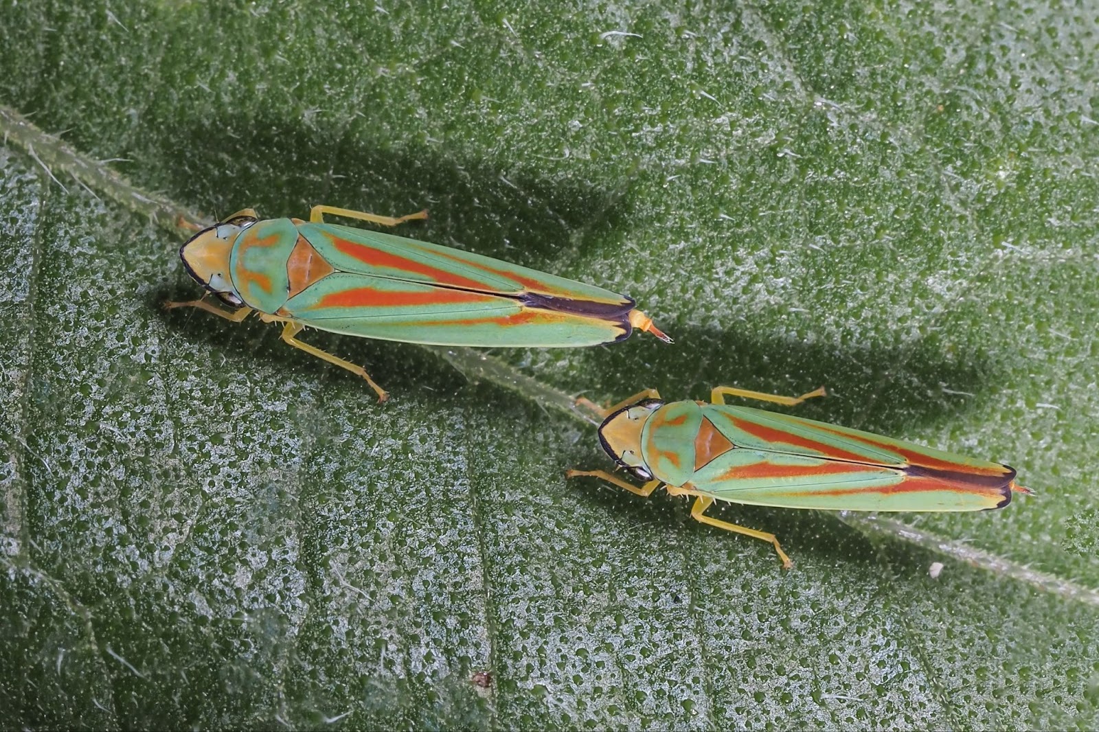 rhododendron leafhoppers