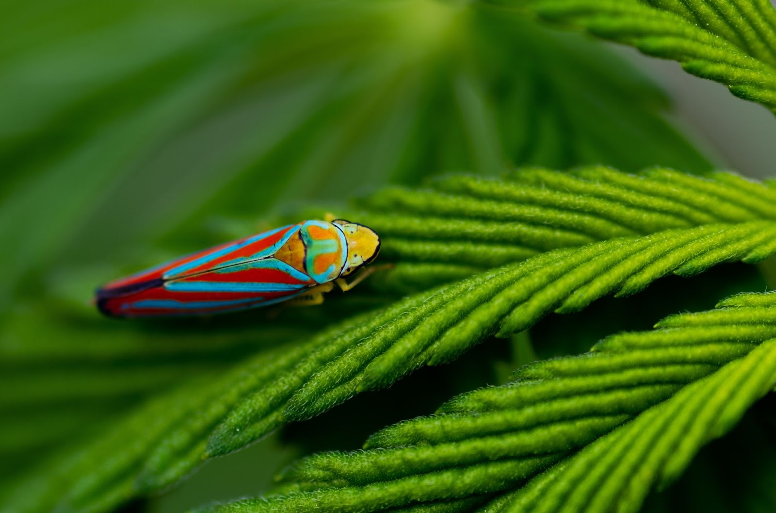 Colourful leafhopper on a cannabis leaf 