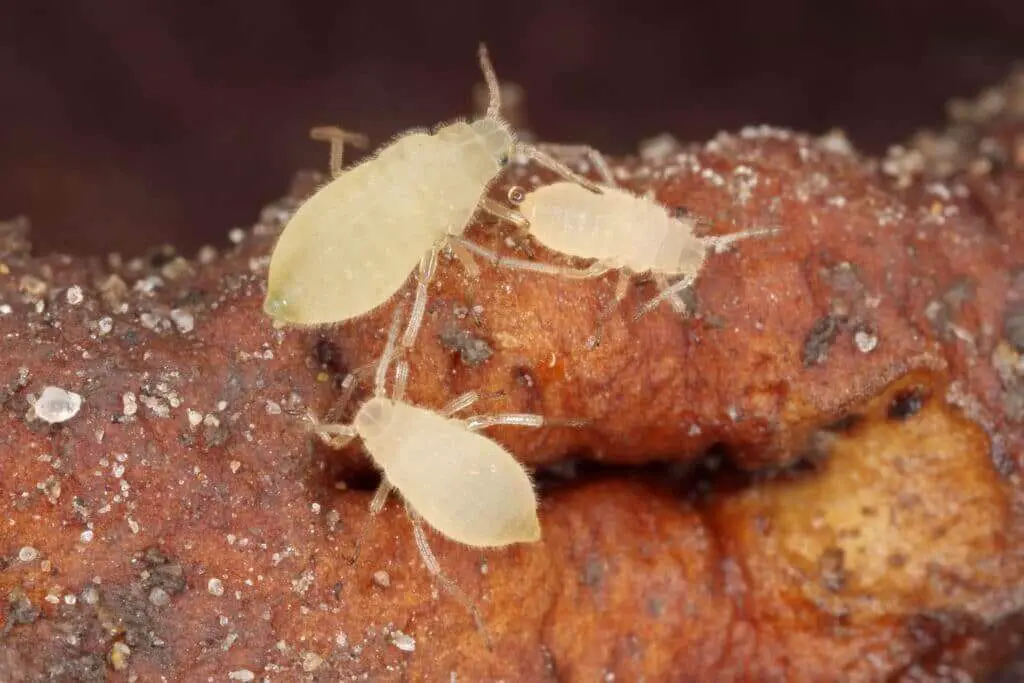Root aphids close up