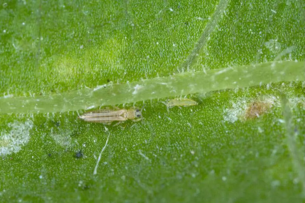 A close up of an adult and baby thrip on a leaf.