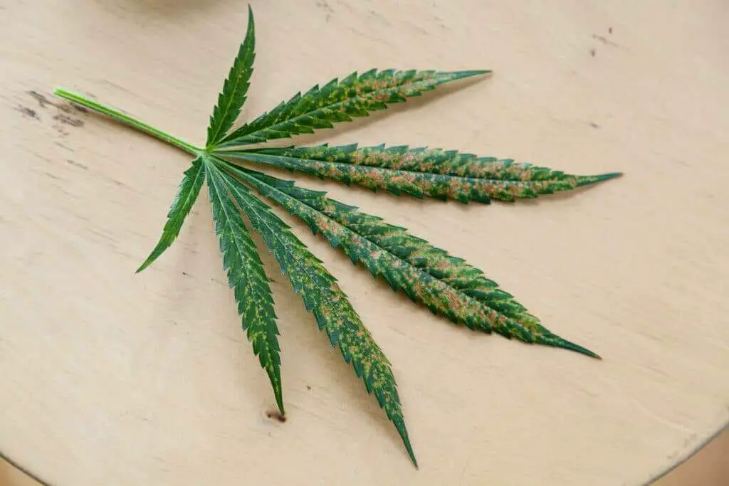 A cannabis leave with thrip damage.